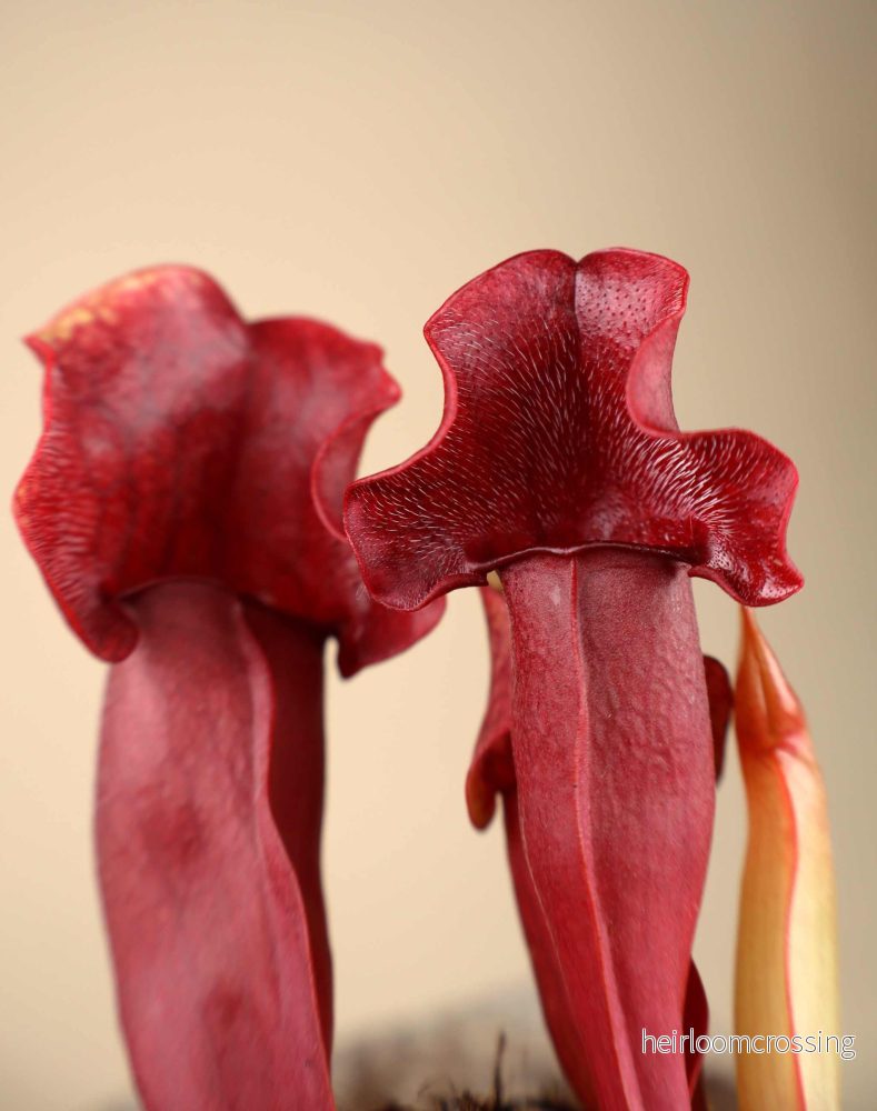 Sarracenia x 'Maroon' - Bild 3