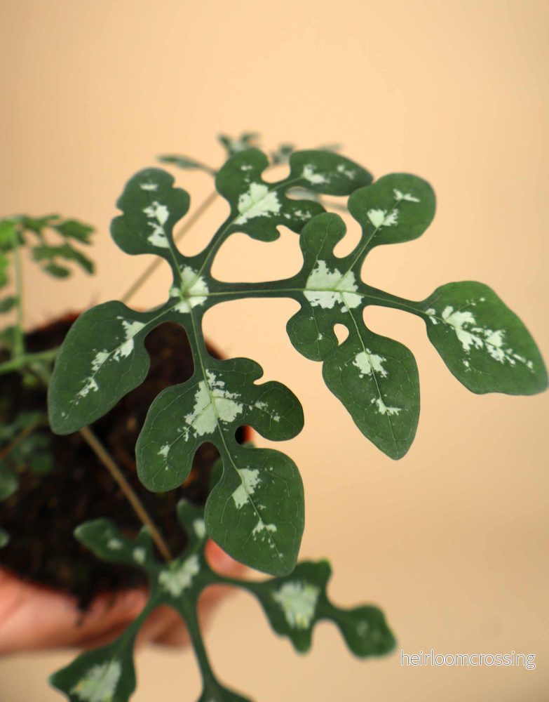 Adenia perrieri - Bild 2