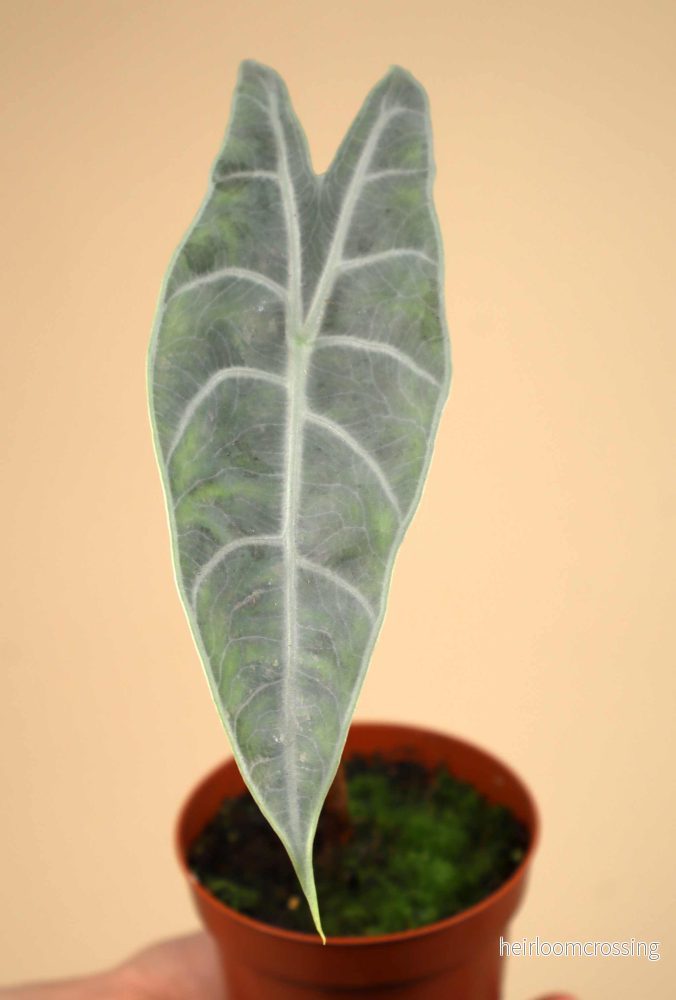 Alocasia longiloba 'silver' - Bild 3