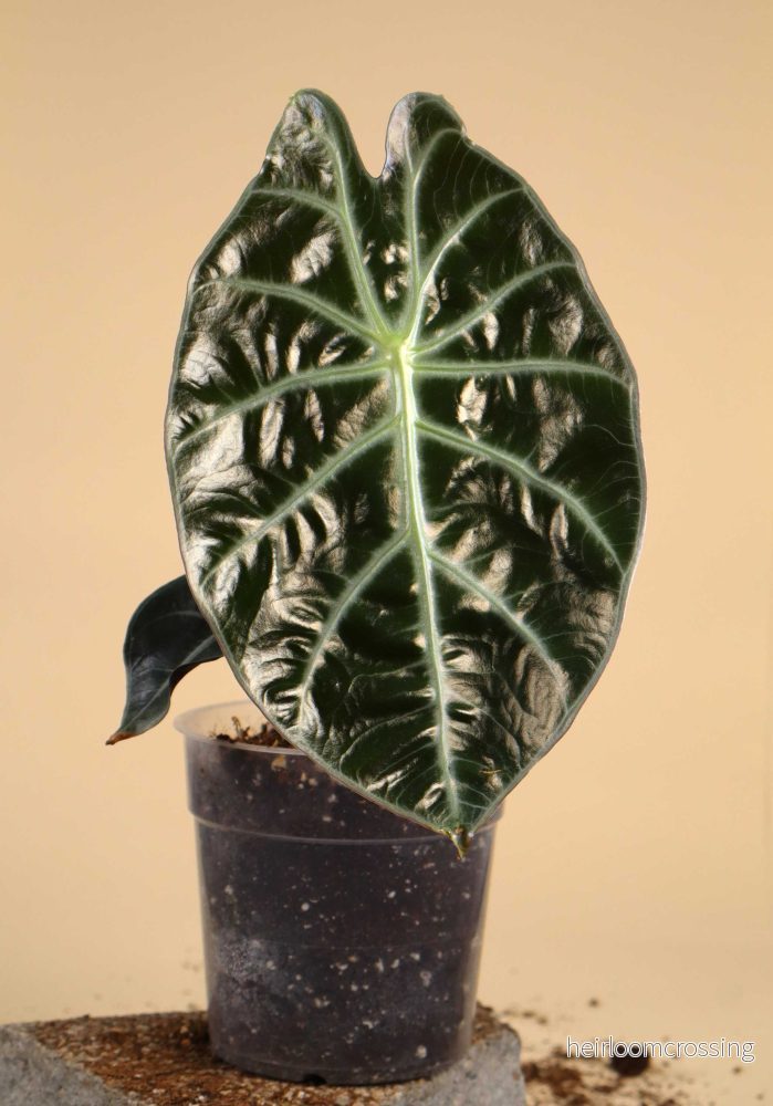 Alocasia suhirmaniana Alocasia suhirmaniana