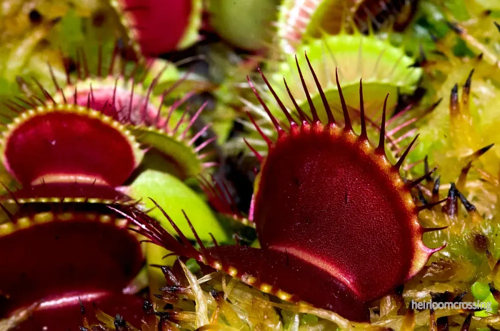 Venus flugfälla (Dionaea muscipula "typisk") - Bild 3