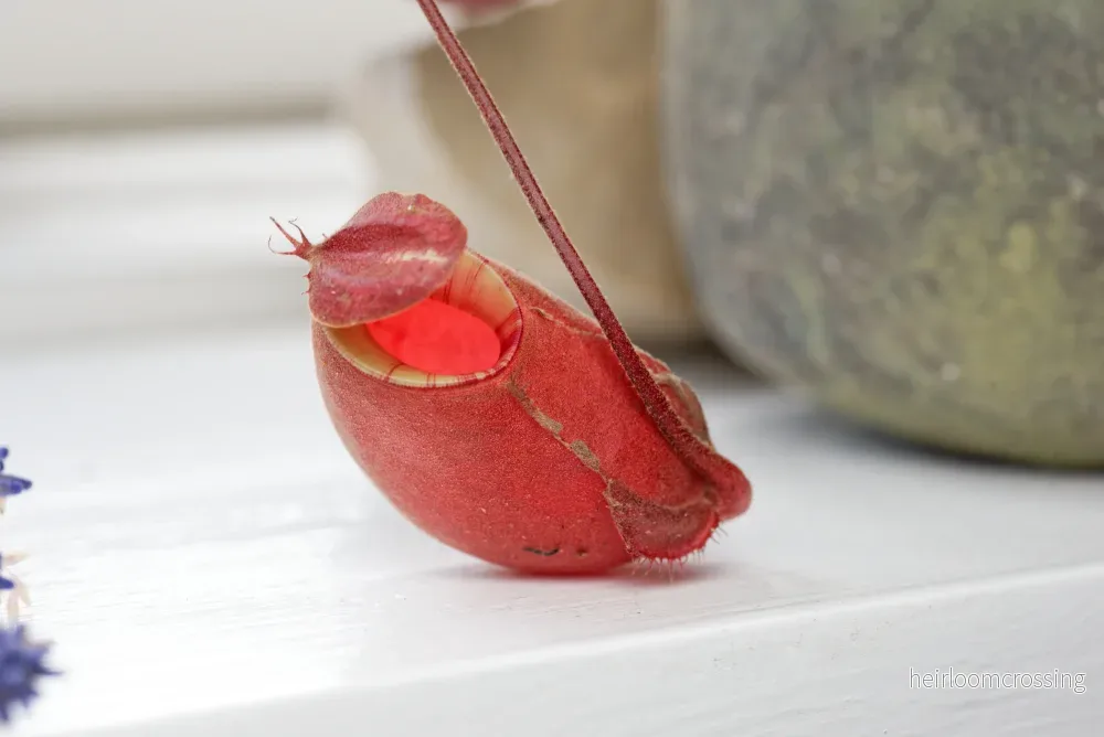 Kannahybrid (Nepenthes mirabillis globosa x ampullaria) Kannahybrid (Nepenthes mirabillis globosa x ampullaria)