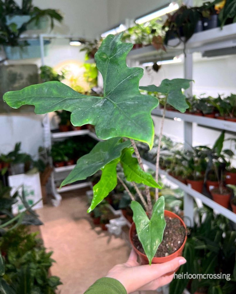 Alocasia nycteris 'batwing' - Bild 3