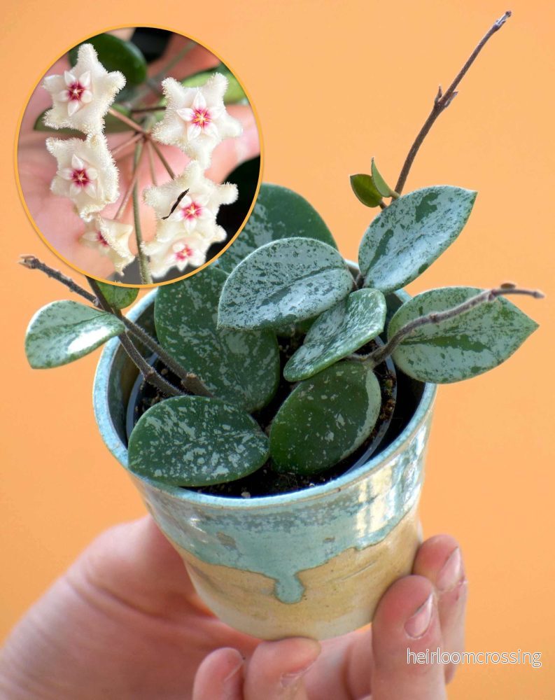 Hoya 'Mathilde Splash'
