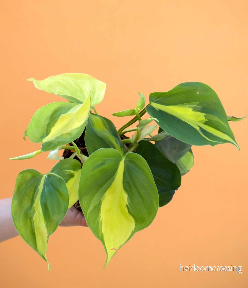 Philodendron hederaceum ’Brasil’ (Klätterkalla) Philodendron hederaceum ’Brasil’ (Klätterkalla)