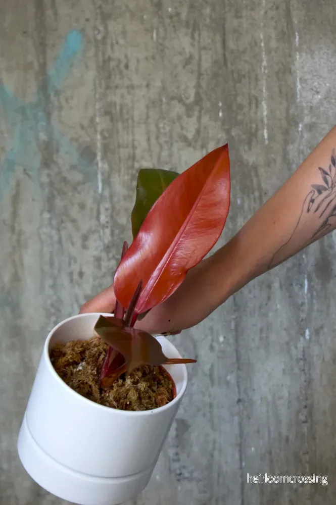 Philodendron Selloum 'Sun Red'