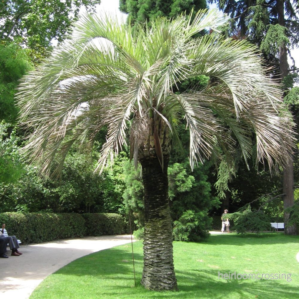 Jelly Palm (Butia odorata) | frön, 10 st.