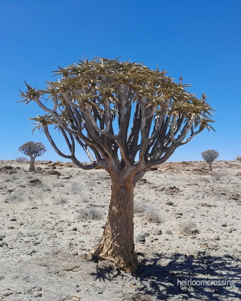 Aloidendron dichotomum | Stor trädaloe