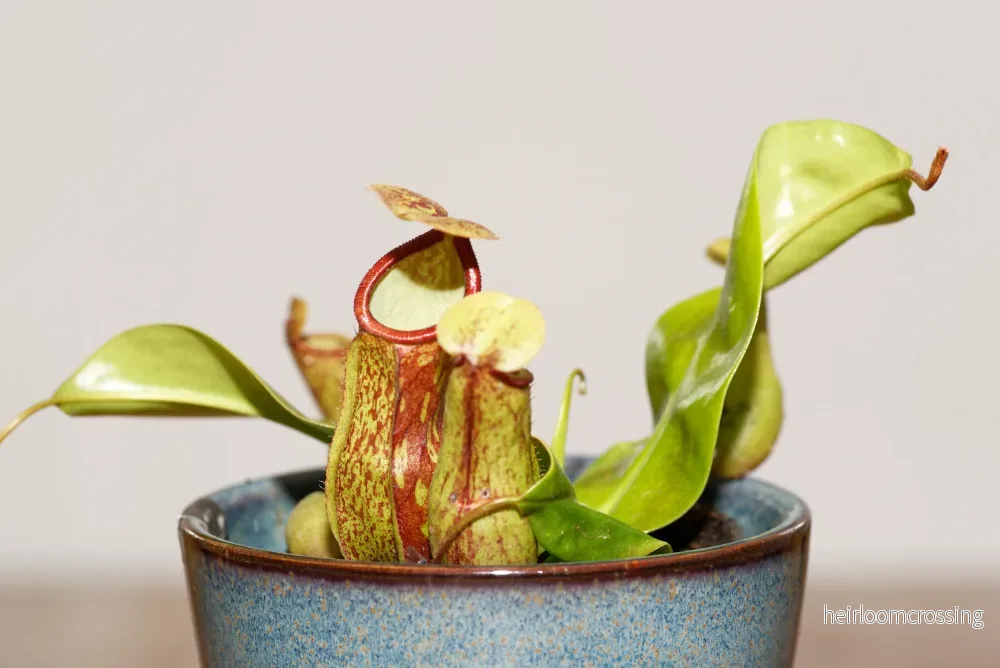 Kanna (Nepenthes x Gaya) - Bild 3