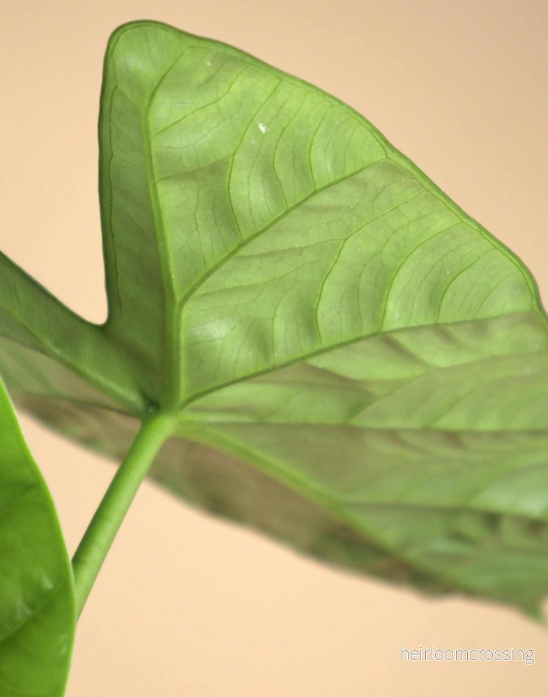 Alocasia Lukiwan - Bild 3