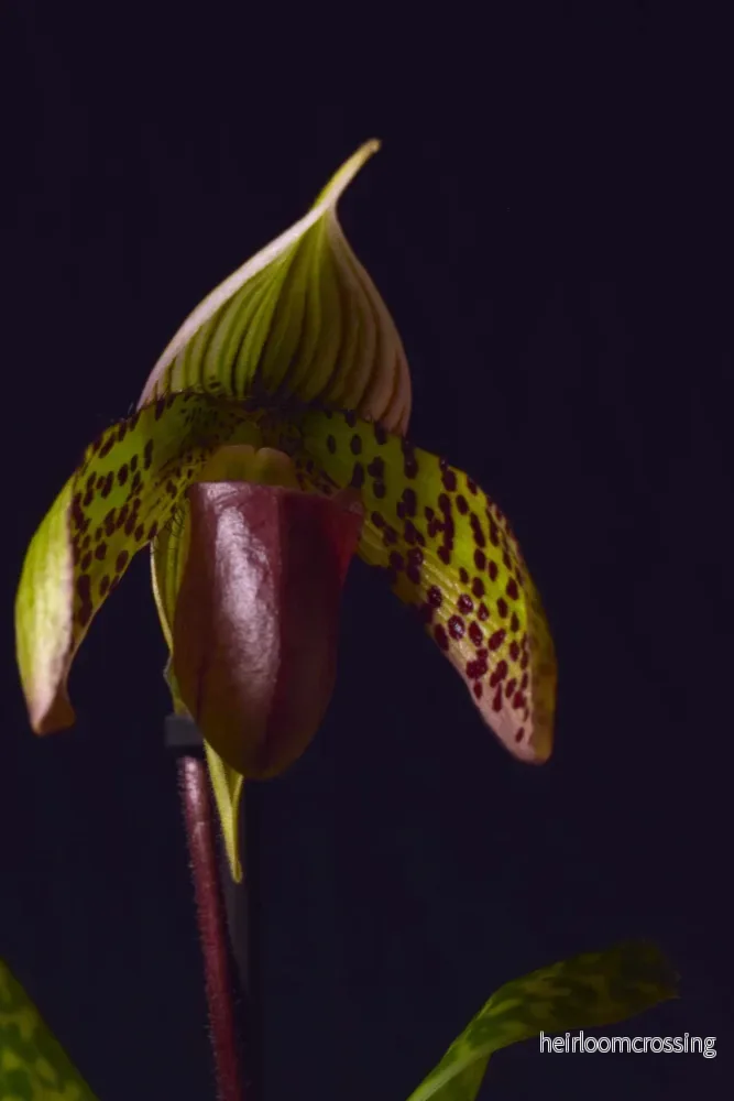 Paphiopedilum sukhakulii - Bild 2
