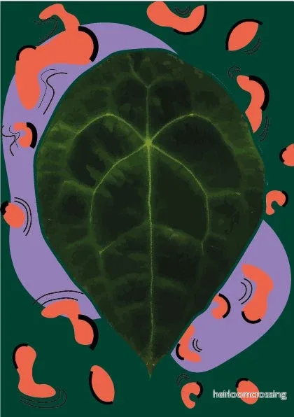 Anthurium Forgetii - Bild 2