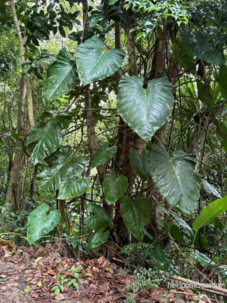 Philodendron giganteum - Bild 2