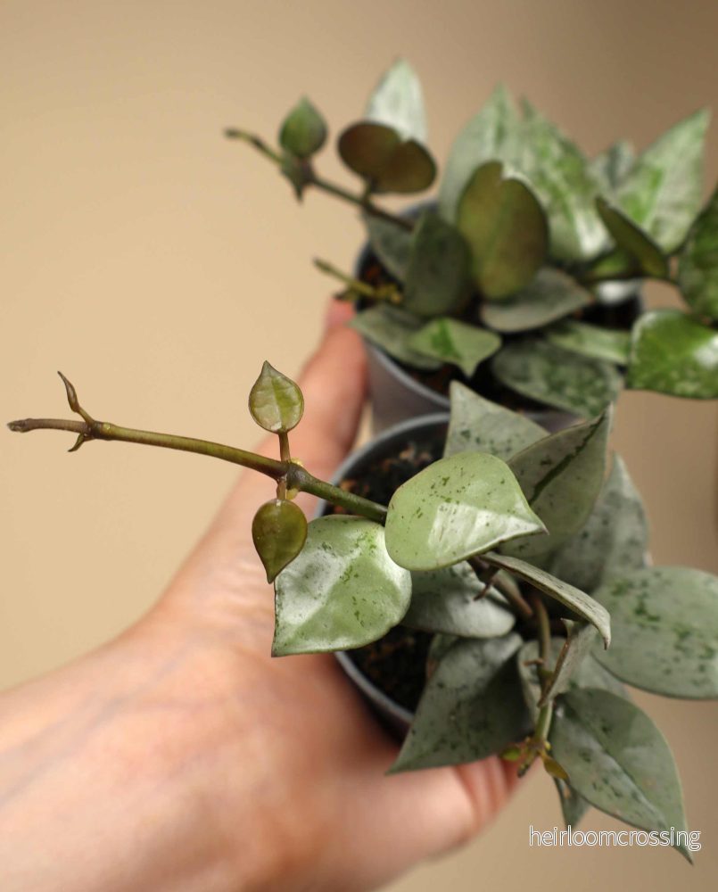 Hoya krohniana 'Eskimo' - Bild 2