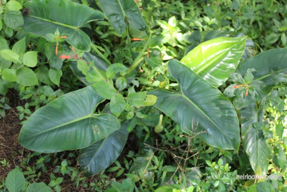 Philodendron brenesii - Bild 3