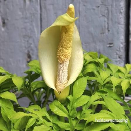 Vit kalla (Amorphophallus albus) Vit kalla (Amorphophallus albus)