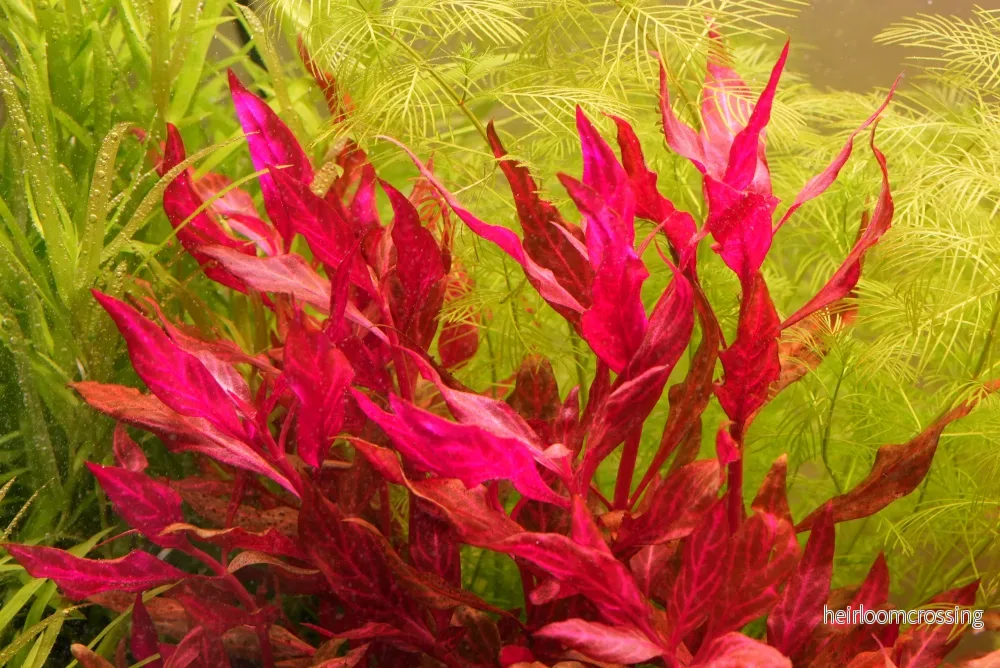 Alternanthera reineckii 'Rosanervig'