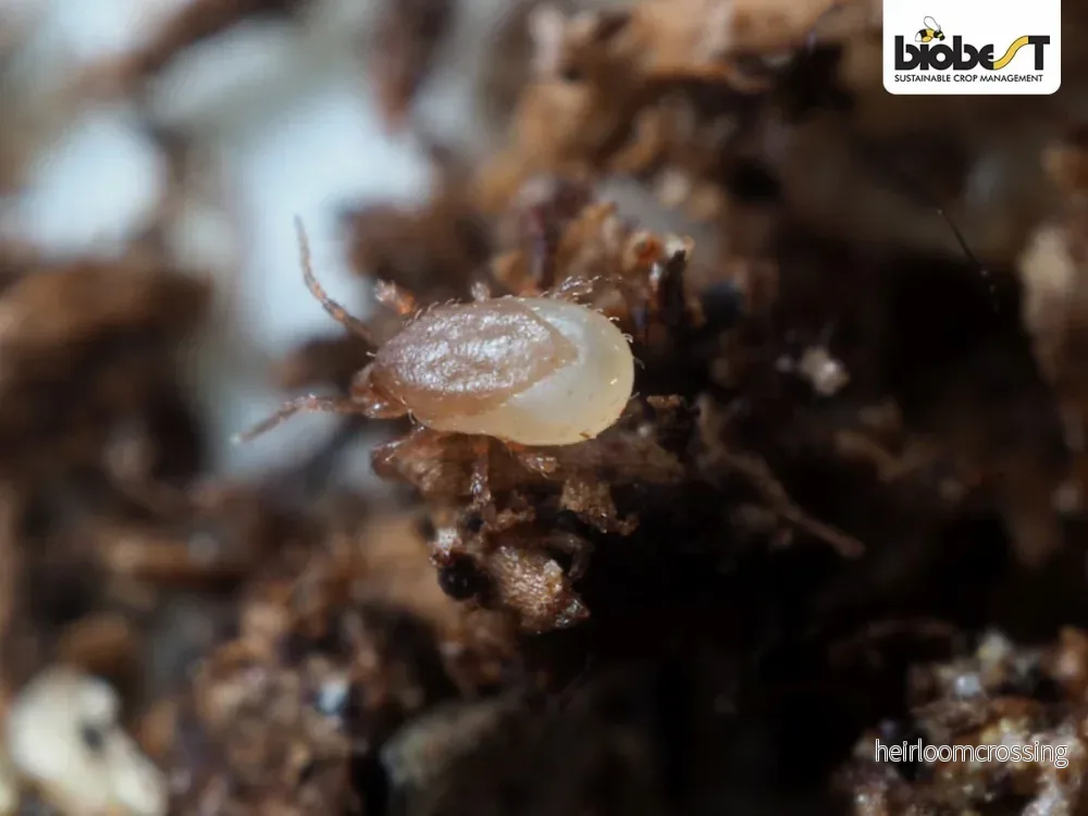 Jordrovkvalster (Hypoaspis miles/Stratiolaelaps scimitus) | mot sorgmygg med mera - Bild 2