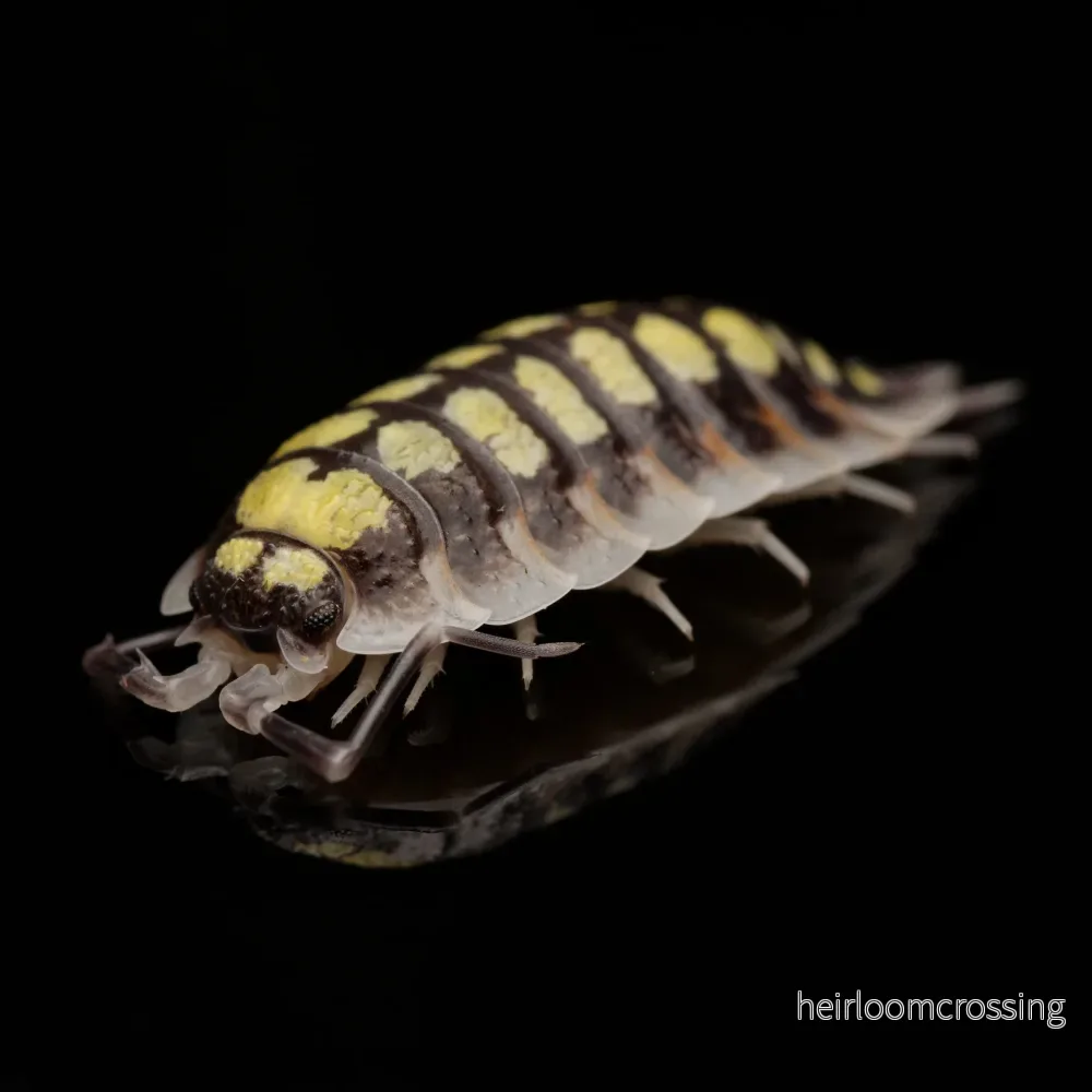 Spanish Yellow Bench Biter (Porcellio haasi ”höggul”) | 12 st. Spanish Yellow Bench Biter (Porcellio haasi ”höggul”) | 12 st.