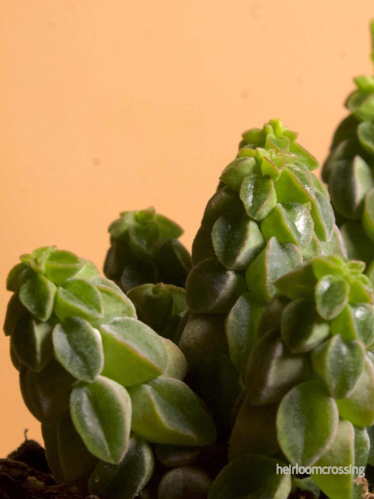 Peperomia columella - Bild 3