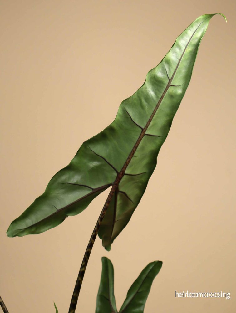 Alocasia zebrina 'tigrina superba' - Bild 2