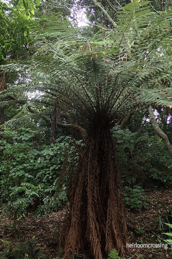 Gyllene trädormbunke (Dicksonia fibrosa) | frön, ca. 250 st.