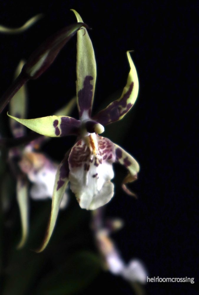 Brassia Orkidéer - Bild 3