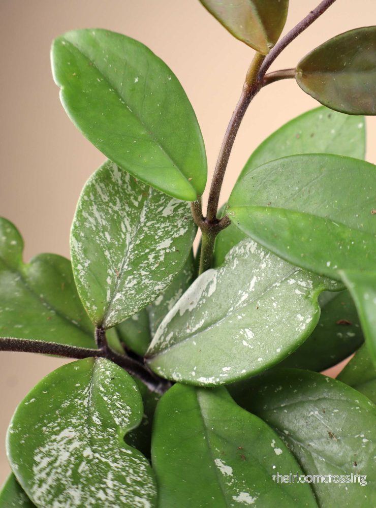 Hoya carnosa 'Freckles' - Bild 2