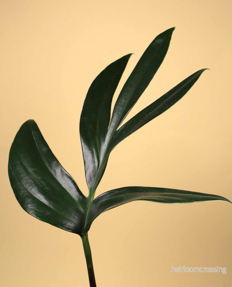 Rhaphidophora decursiva - Bild 3