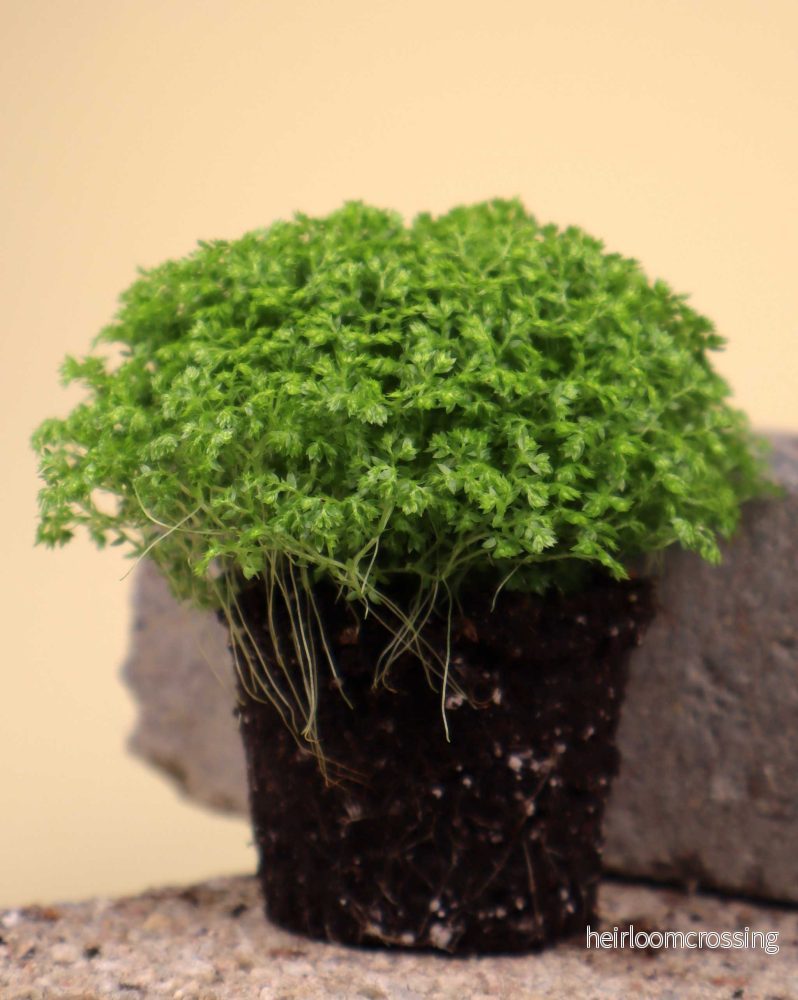 Selaginella apoda 'kuddmosslummer’ - Bild 3