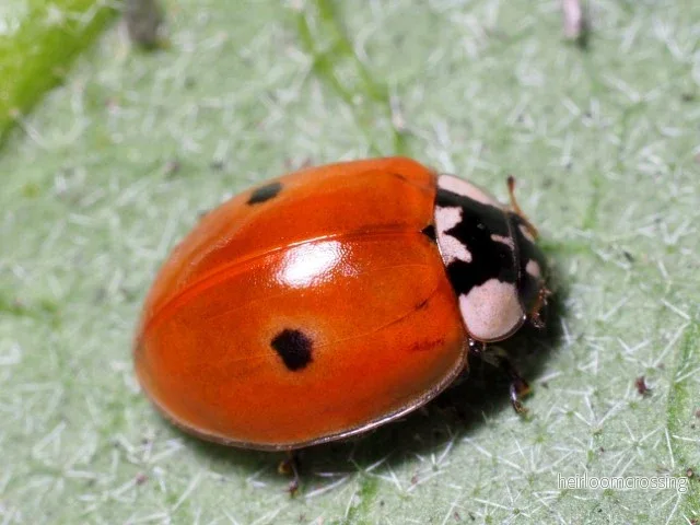 Tvåprickig nyckelpiga (Adalia bipunctata) (100 larver) | mot bladlöss - Bild 3