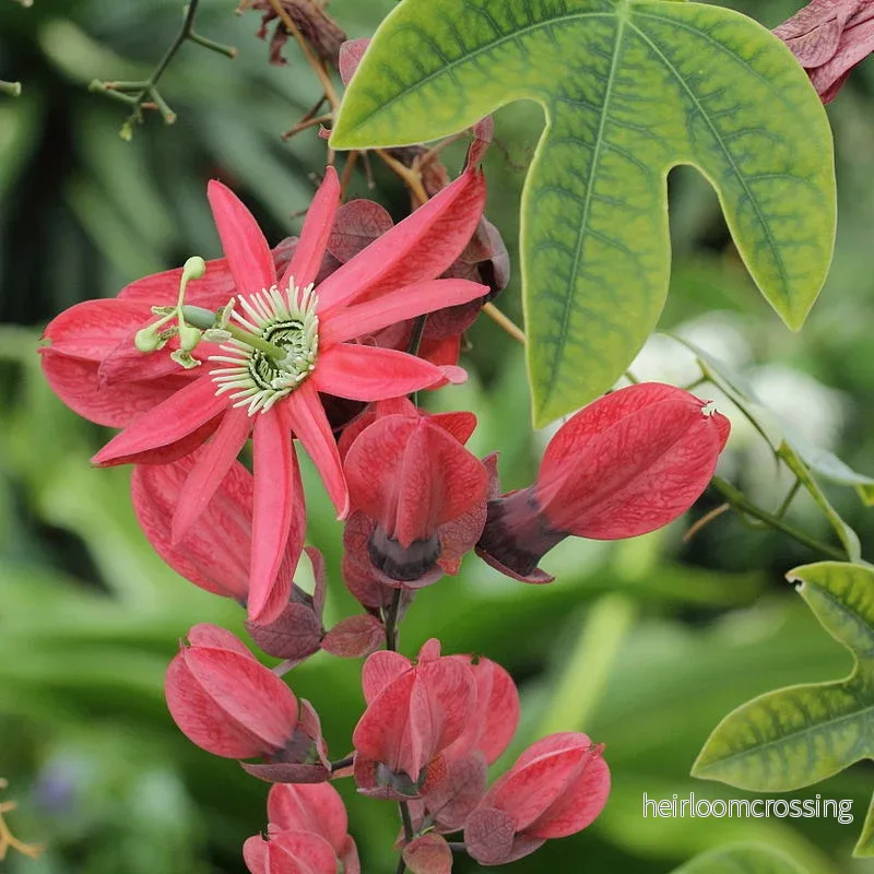 Röd passionsblomma (Passiflora princeps) | frön, 10 st.