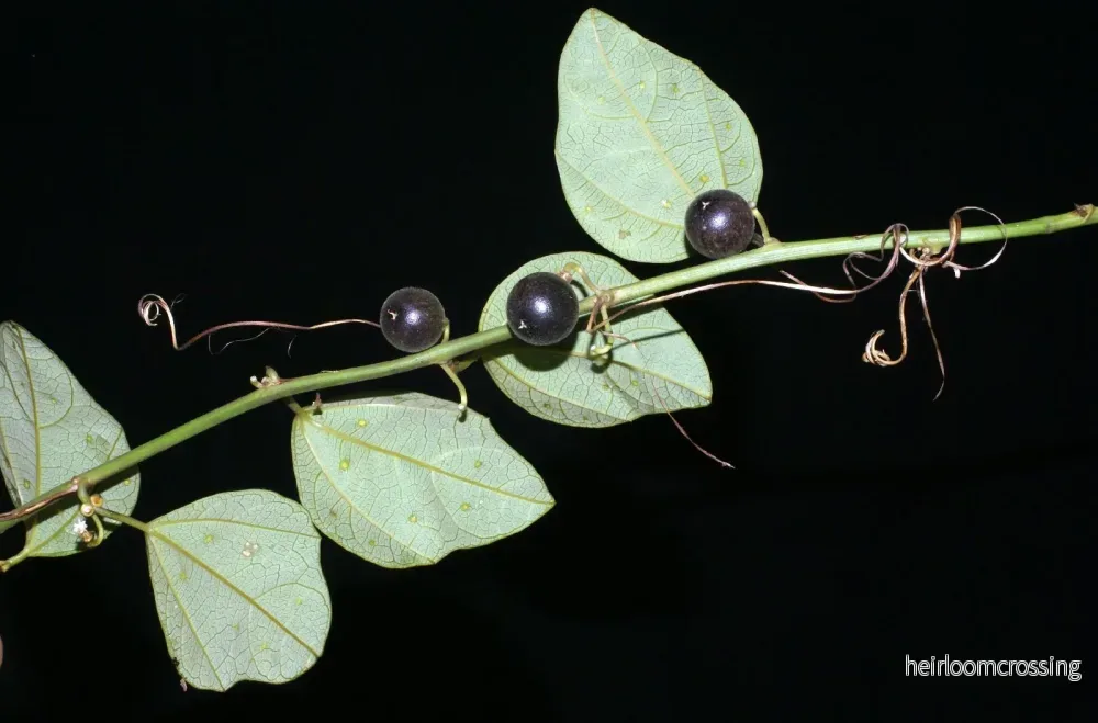 Svart passionsfrukt (Passiflora auriculata) | frön, 10 st. - Bild 3