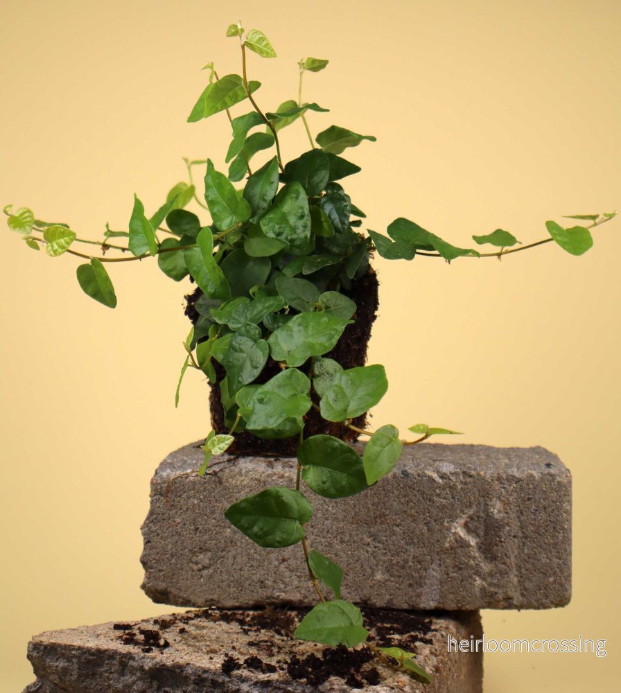 Ficus pumila 'klätterfikus' - Bild 2