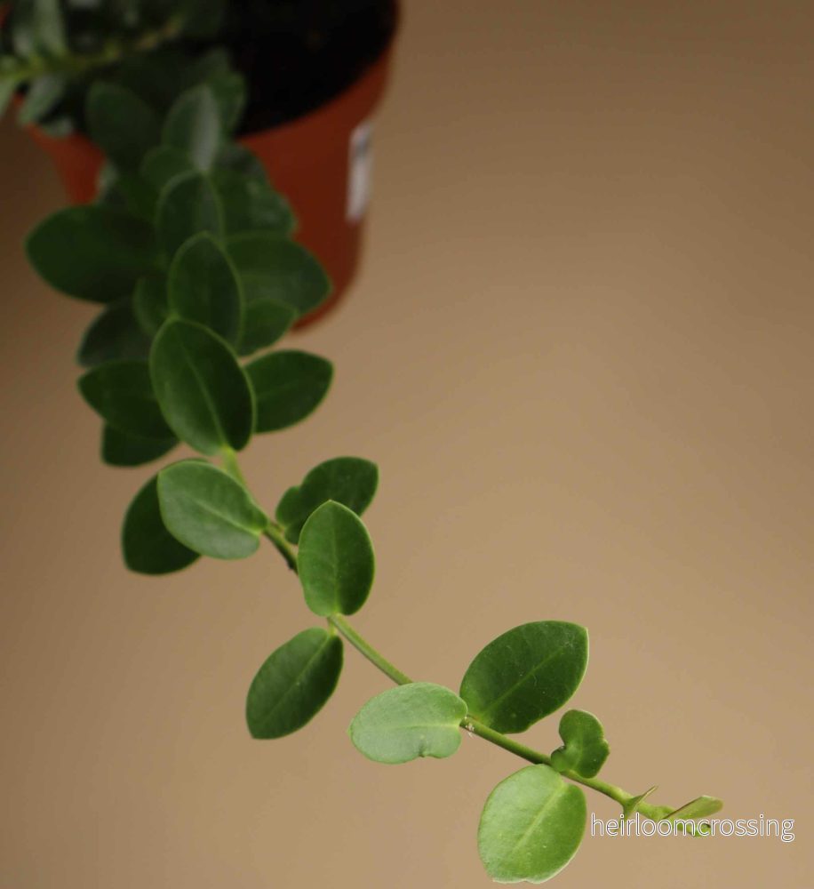 Hoya cumingiana - Bild 3