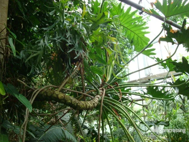 Trädfilodendron (Philodendron bipinnatifidum) | frön, 10 st.