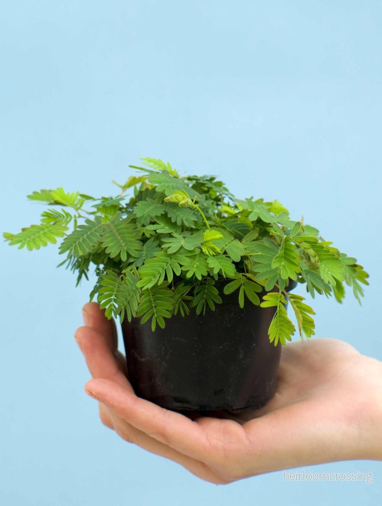 Sensitiva 'Mimosa pudica' - Bild 3