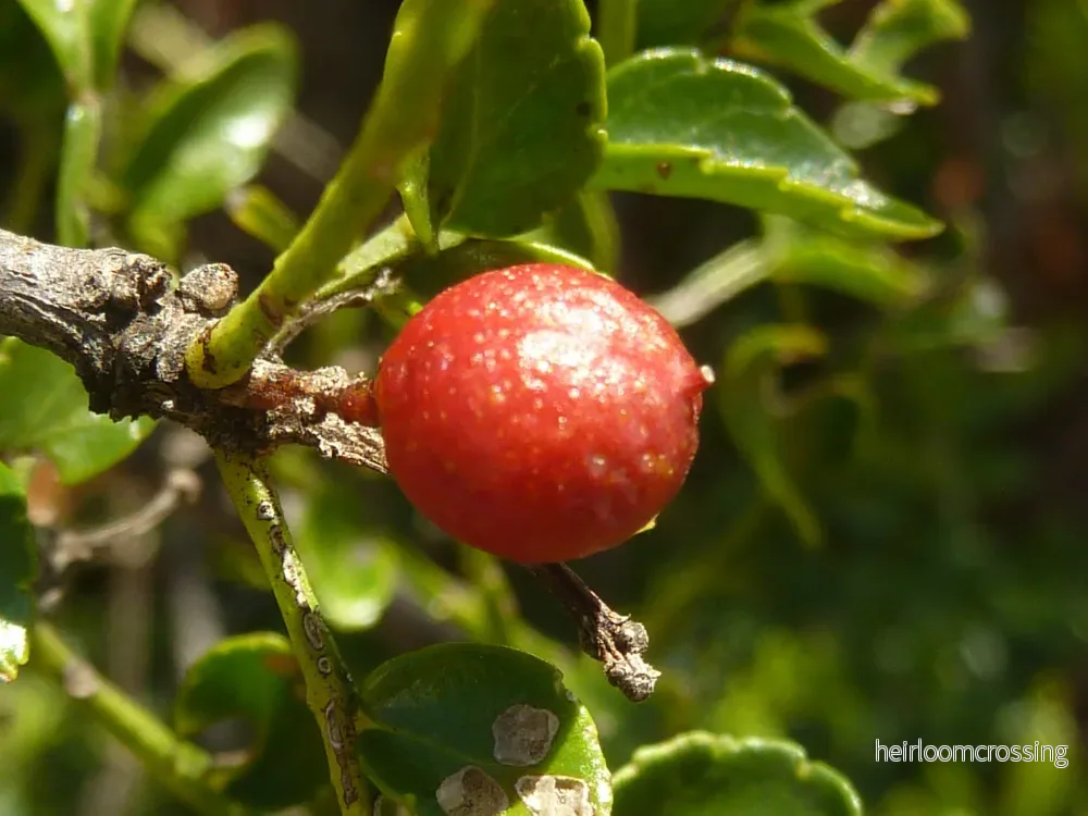 Afrikansk pepparträd (Zanthoxylum capense) | frön, 10 st. - Bild 3
