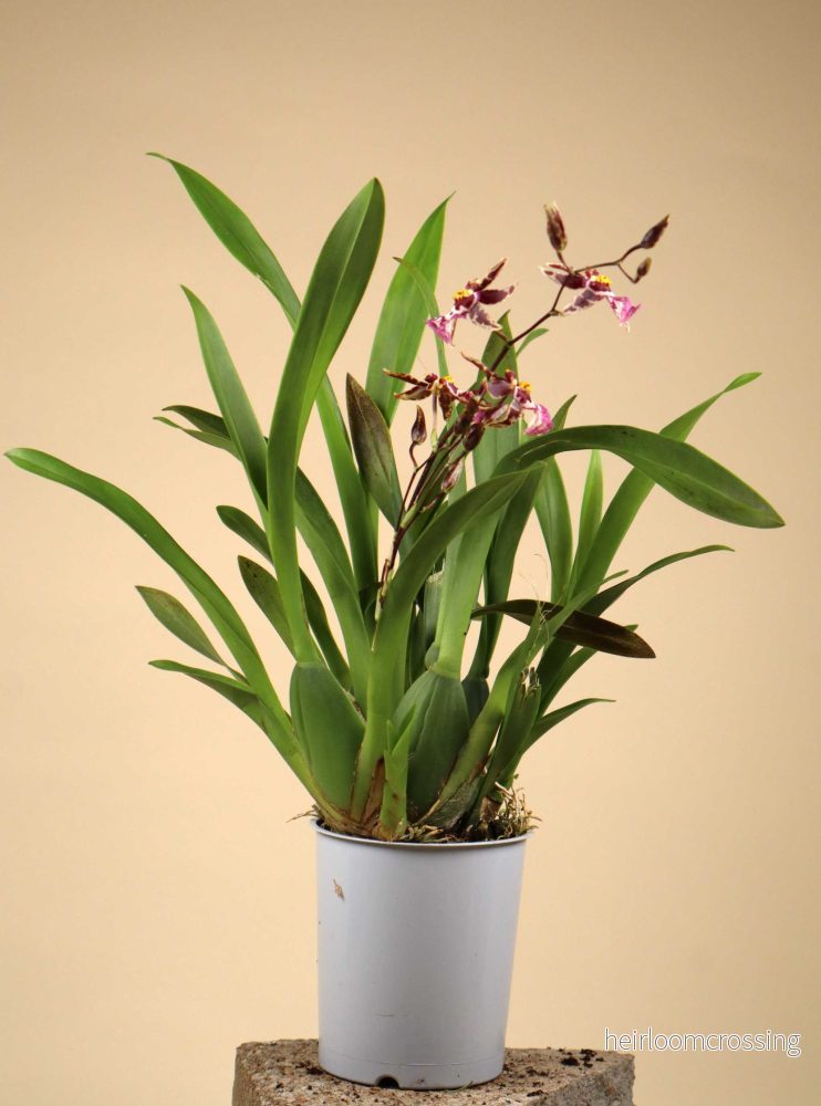 Oncidium 'Titanium treasure' - Bild 3