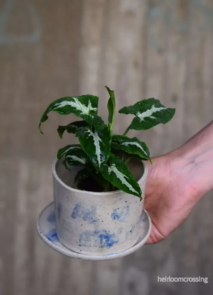 Syngonium wendlandii