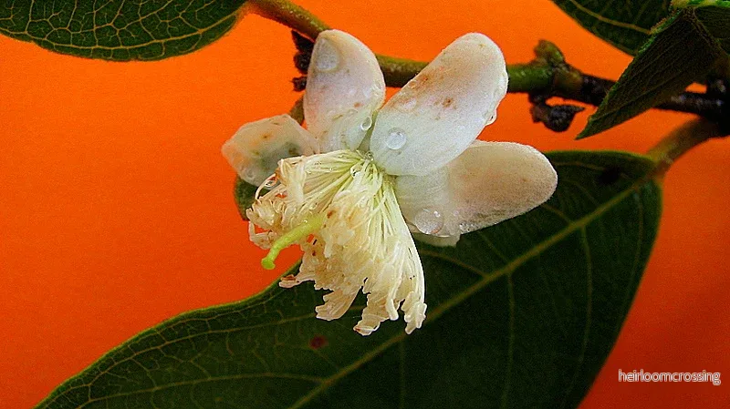 Brasiliansk guava (Psidium guineense) | frön, 10 st.
