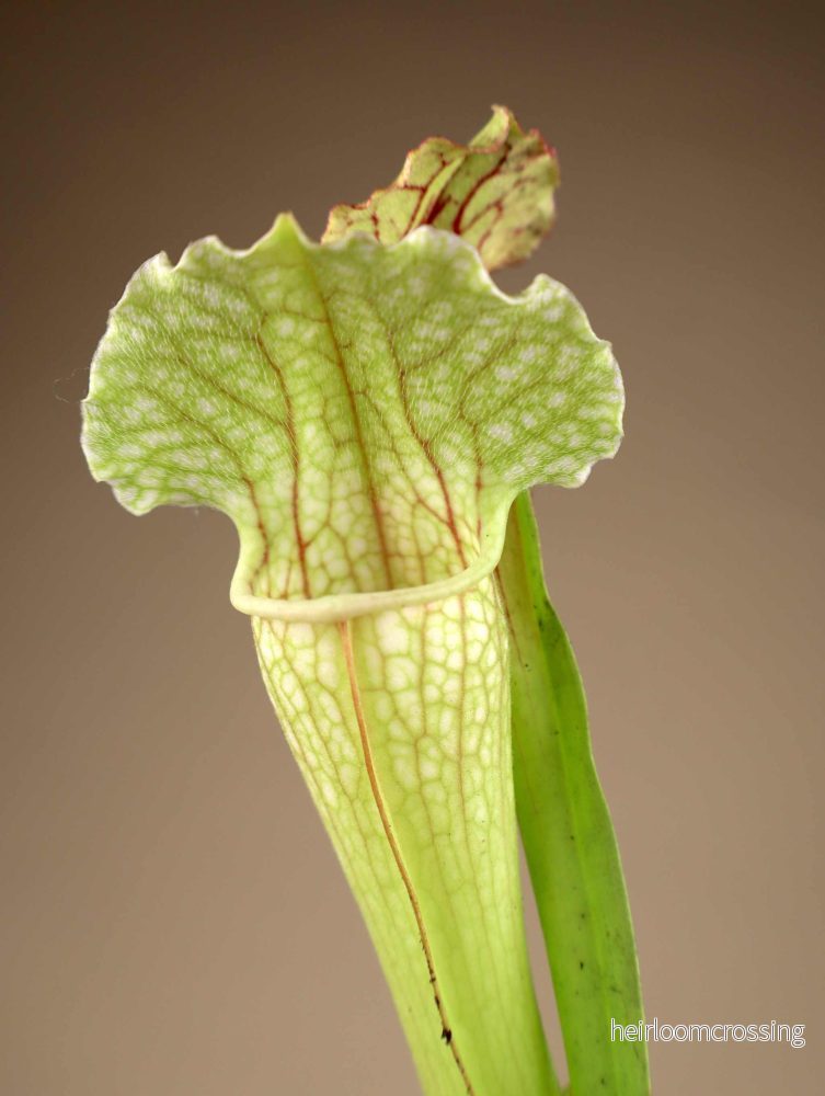 Sarracenia × leucopurea 'Fiona' - Bild 2