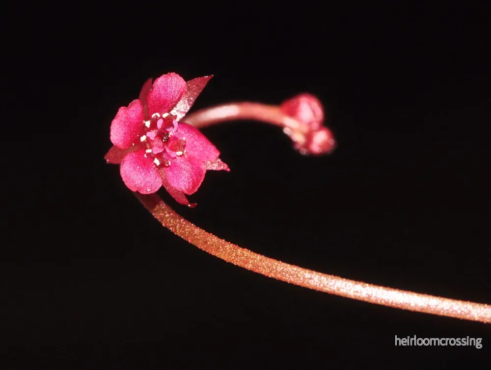 Queensland Sundew (Drosera prolifera) - Bild 3