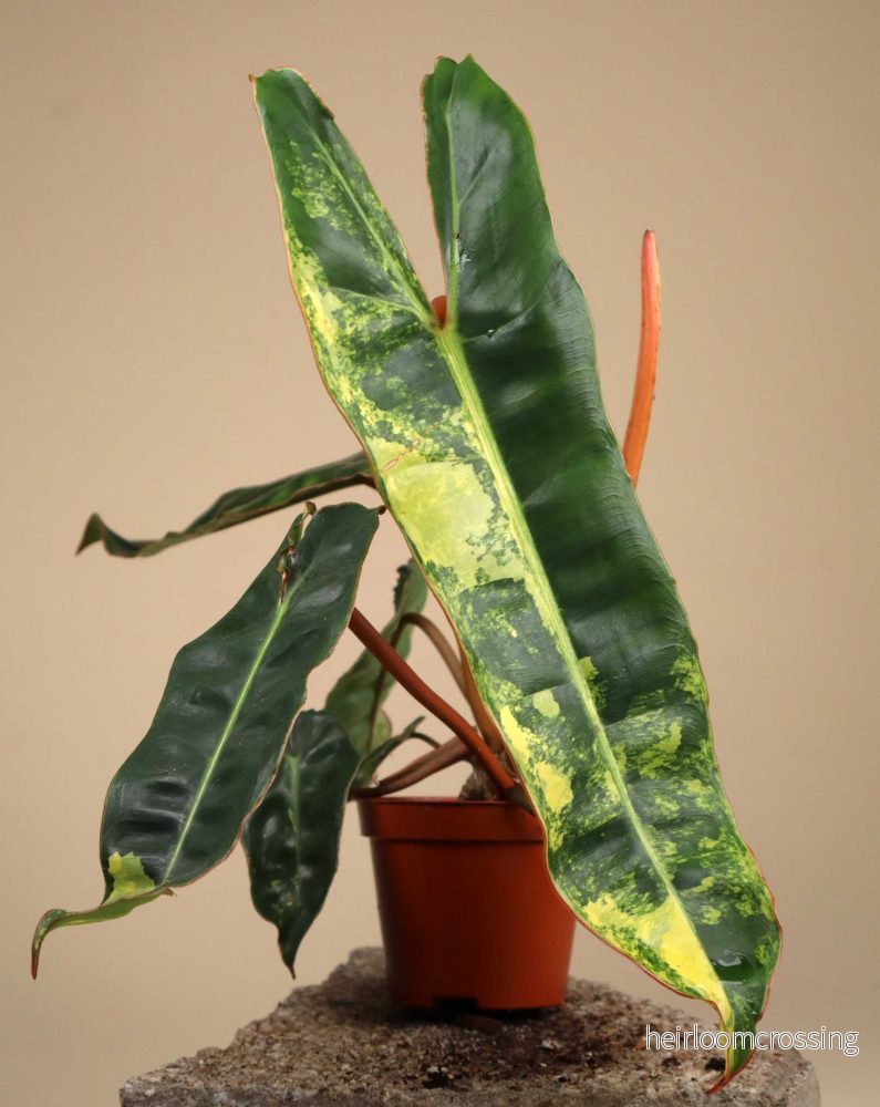 Philodendron billietiae Variegata