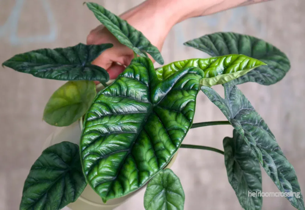 Alocasia sinuata