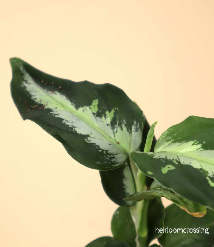 Aglaonema pictum 'Bicolor'