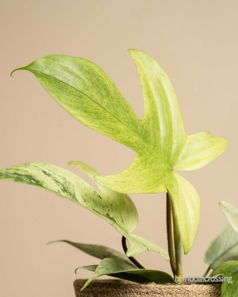 Philodendron 'Florida Ghost' - Bild 2