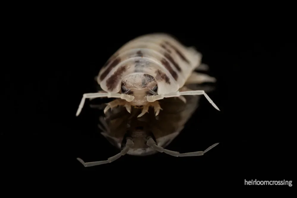Slät grå bänkbitare (Porcellio laevis "Dairy Cow") - Bild 2