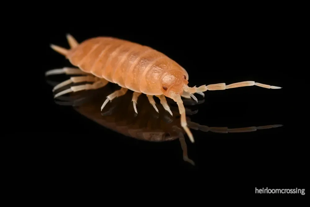 Cuban Bench Biter (Porcellionides pruinosus "orange") - Bild 3