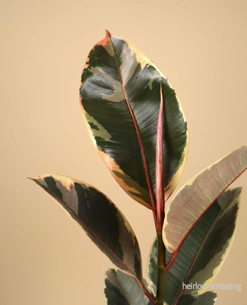 Ficus elastica "Tineke" | Fönsterfikus - Bild 3
